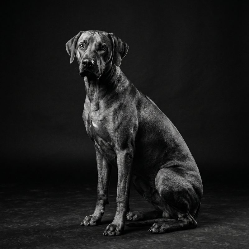 Rhodesian Ridgeback in dramatic black and white studio photography