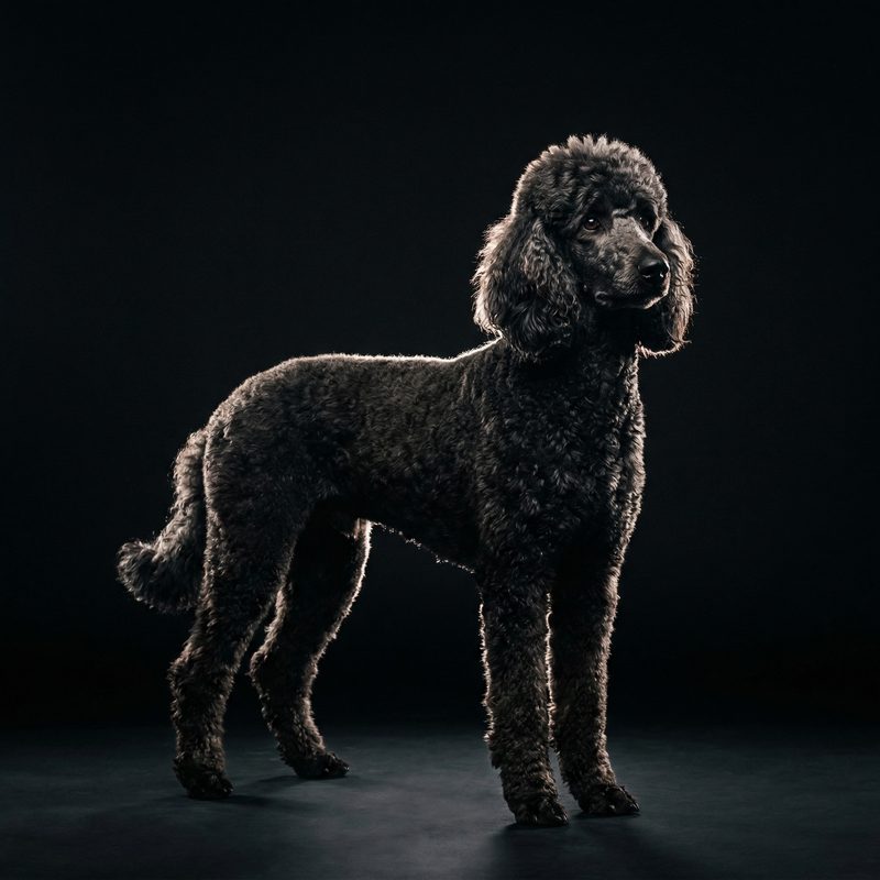 Standard Poodle in Dramatic Low-Key studio photography — frameless portrait