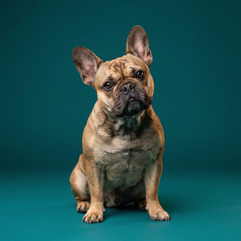 French Bulldog in Studio Color Portrait photography — frameless portrait