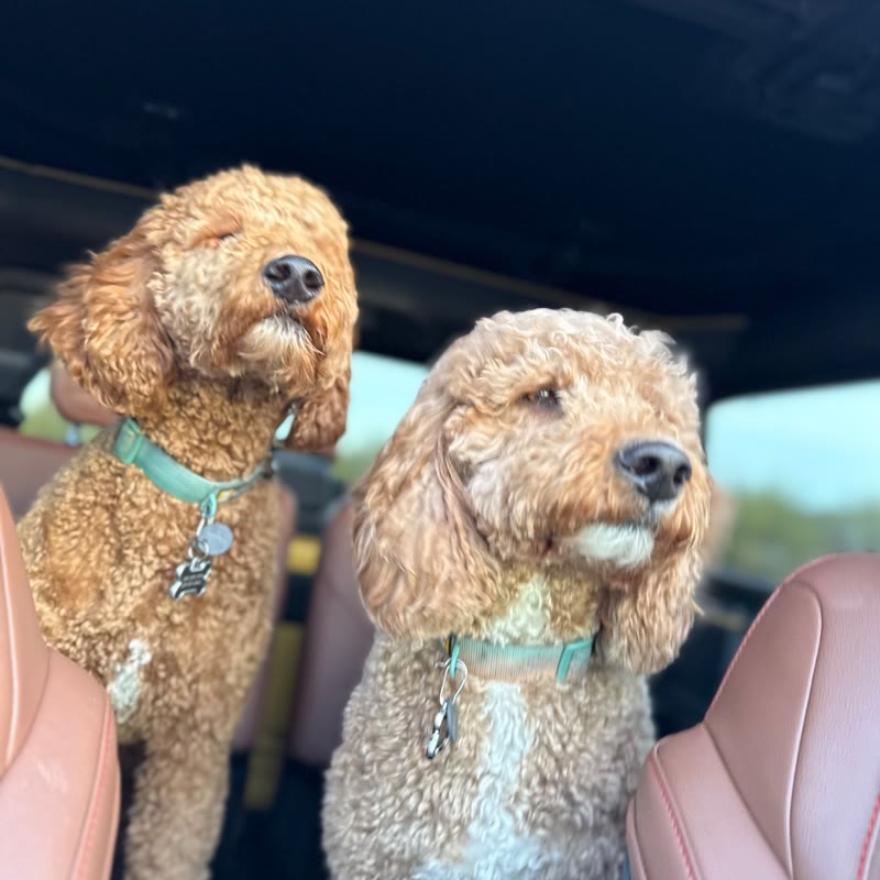 Lenny and Harvey snuggling together — original photo